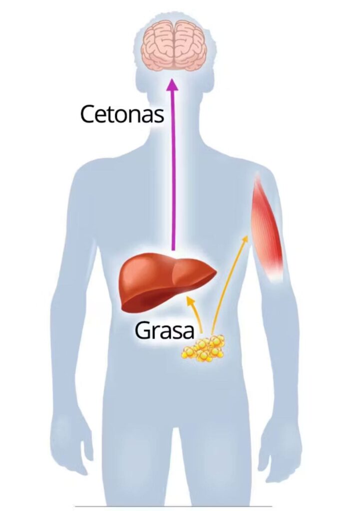 diagrama de cetosis, cómo funciona la dieta keto